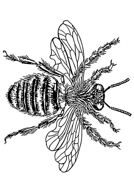 abelha rainha 
