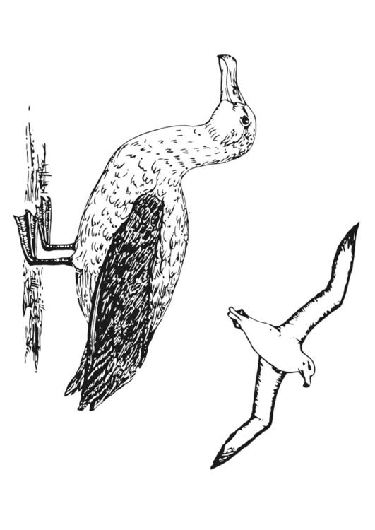 albatroz 