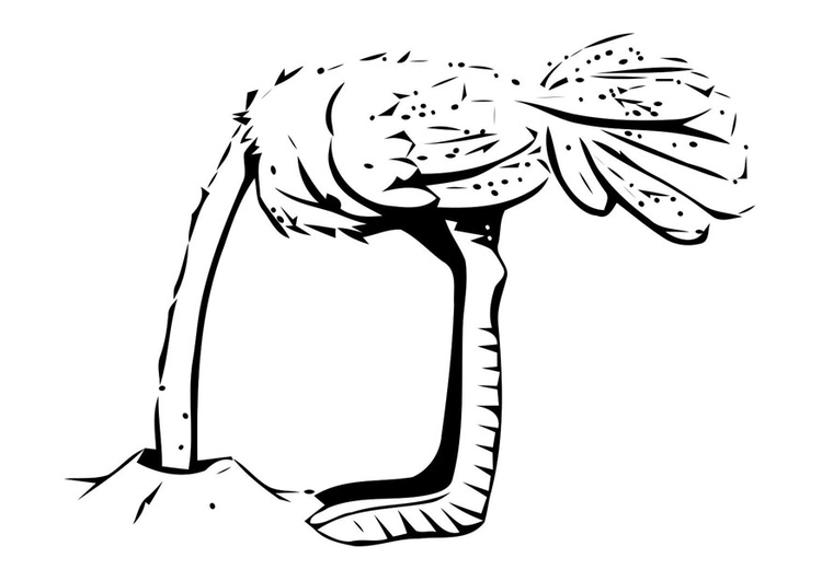 Página para colorir avestruz com a cabeÃ§a enterrada 