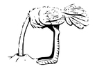avestruz com a cabeça enterrada 