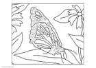 P�ginas para colorir borboleta