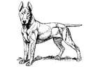 P�ginas para colorir cachorro - bull terrier