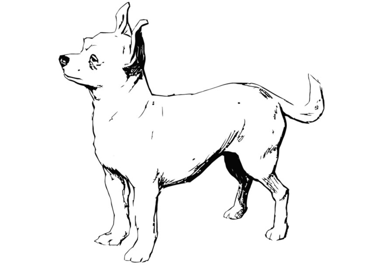 Página para colorir cachorro - chihuahua