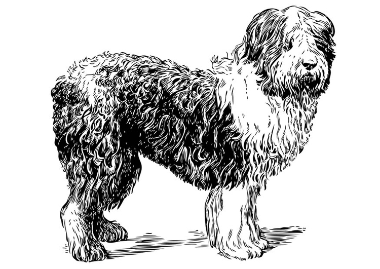 Página para colorir cachorro - pastor-polonÃªs-da-planÃ­cie
