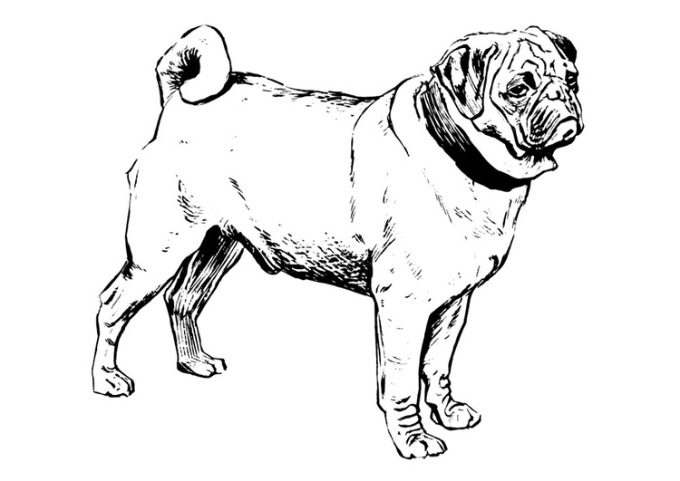 Página para colorir cachorro - pug