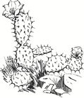P�ginas para colorir cactus