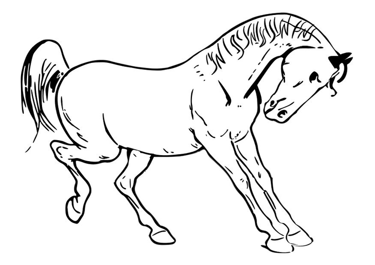 Página para colorir cavalo