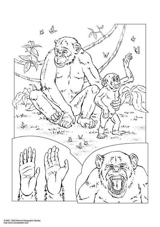Página para colorir chimpanzÃ©