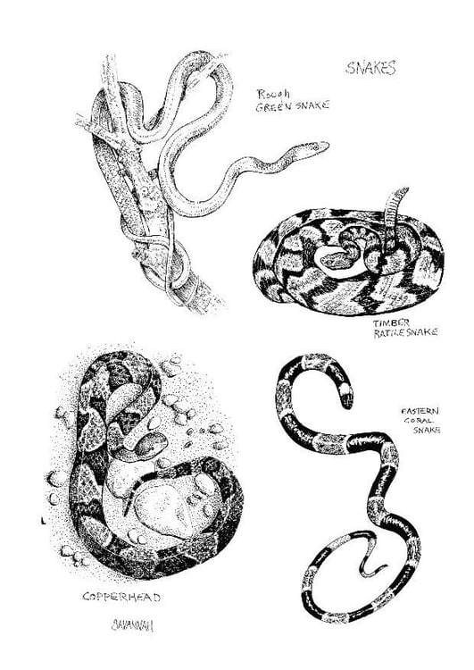 Página para colorir cobras