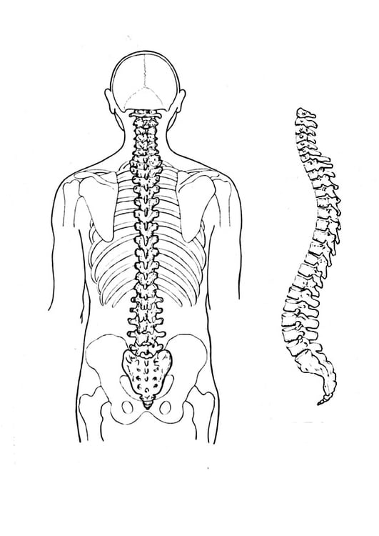 Página para colorir coluna vertebral 