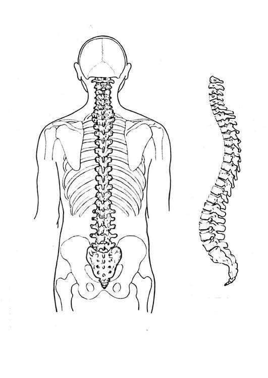 coluna vertebral 