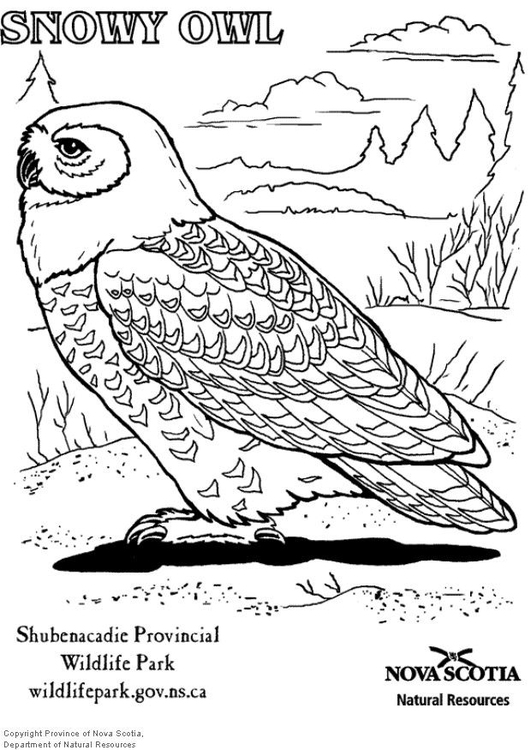 Página para colorir coruja-das-neves