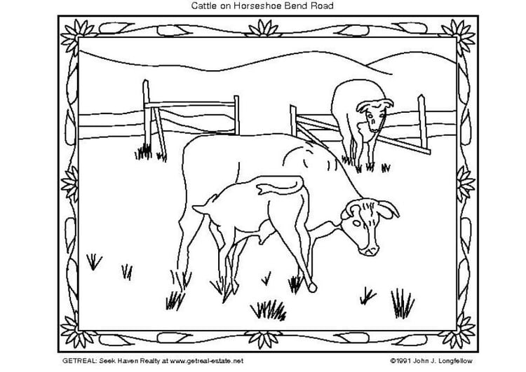 Página para colorir gado americano