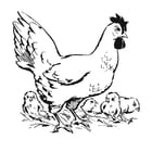 P�ginas para colorir galinha com pintinhos