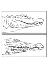jacaré - crocodilo