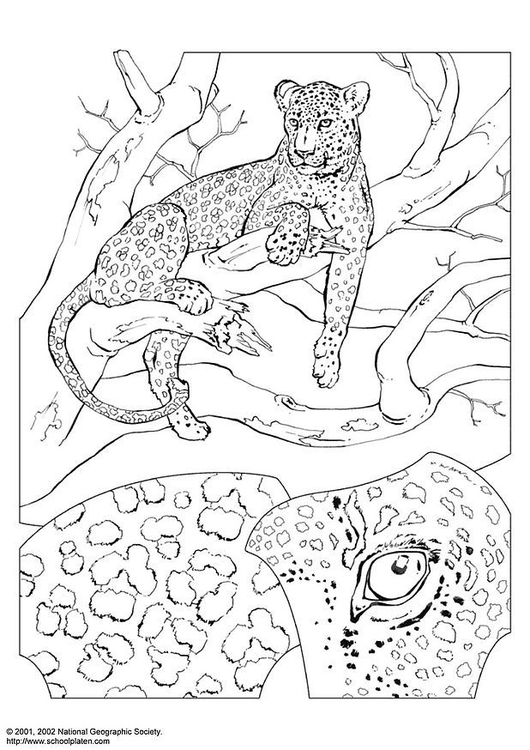 Página para colorir leopardo