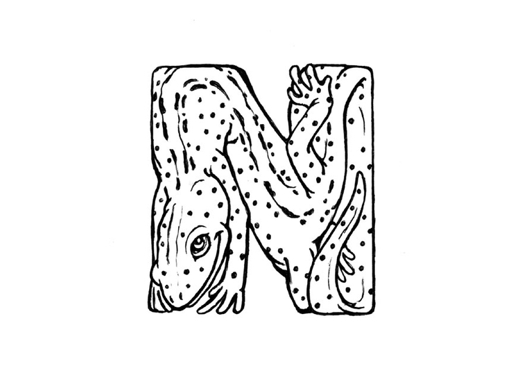 Página para colorir n-newt