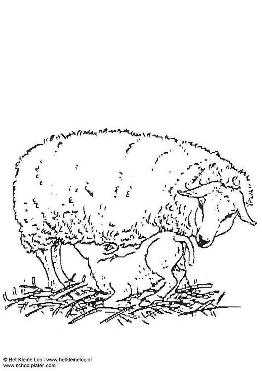 Página para colorir ovelha com cordeiro