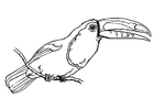 pássaro - tucano 