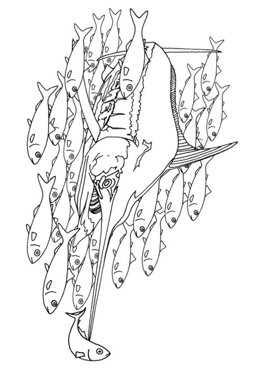 peixe-espada em um cardume de peixes 