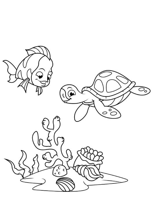 peixes e tartarugas aquÃ¡ticas