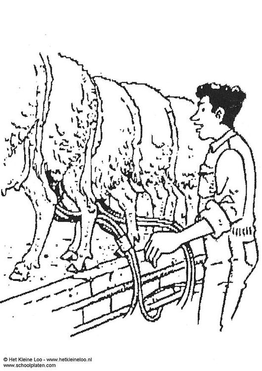 Página para colorir produÃ§Ã£o de leite de ovelha