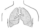 pulmões 