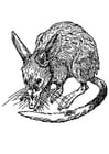P�ginas para colorir rato - bandicoot