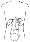 sistema urinário 