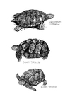P�ginas para colorir tartarugas