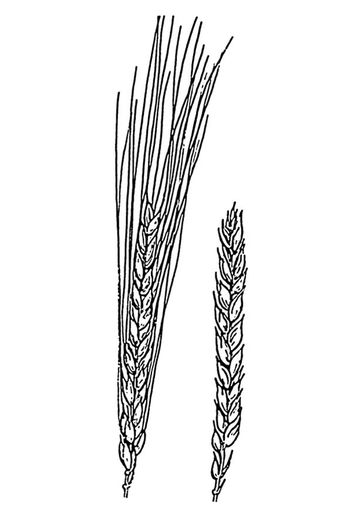 Página para colorir trigo