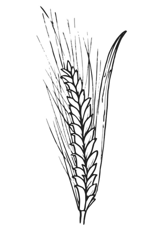 Página para colorir trigo