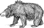 urso-beiçudo