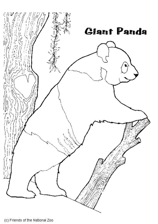 Página para colorir urso panda