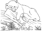 P�ginas para colorir urso