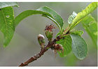 Fotos 4. início do crescimento da fruta - meados da primavera