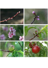 Fotos 7. estágios de desenvolvimento da nectarina 