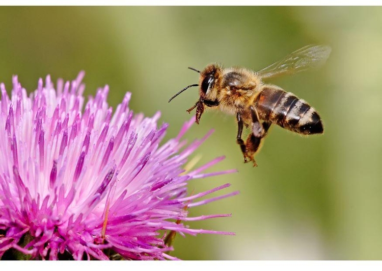 Foto abelha na flor