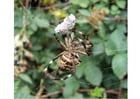 Foto aranha com presa