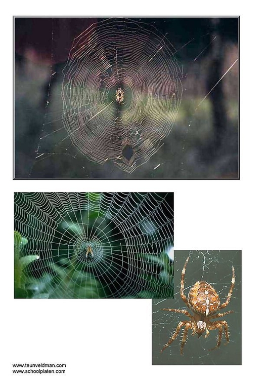 Foto aranha de jardim