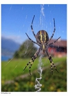 Foto aranha na teia