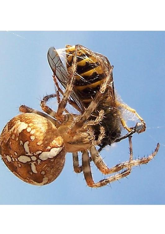 aranha pega uma vespa