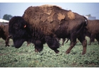 Fotos bisão americano