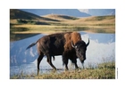 Fotos bisão