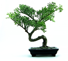 Fotos bonsai