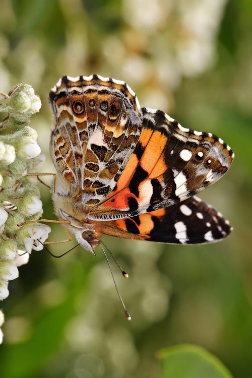 borboleta - painted lady australiana