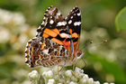 borboleta - painted lady australiana