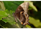 borboleta
