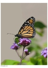 foto borboleta 2