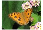 borboleta